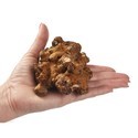 Psilocybe hollandia