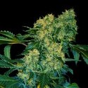 Ghingis Khan (VIP Seeds) feminizada