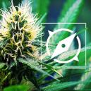 Los Origenes De La OG Kush Y Las 3 Mejores Cepas