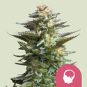 Amnesia Haze (Royal Queen Seeds) feminizada