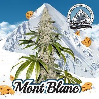 Mont Blanc (T.H.Seeds) feminizada