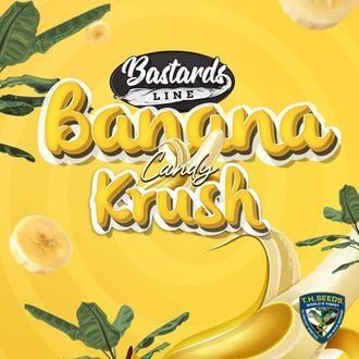 Banana Candy Krush (T.H.Seeds) feminizada
