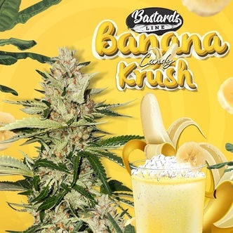 Banana Candy Krush (T.H.Seeds) feminizada