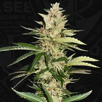 Banana Candy Krush (T.H.Seeds) feminizada