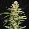 Banana Candy Krush (T.H.Seeds) feminizada