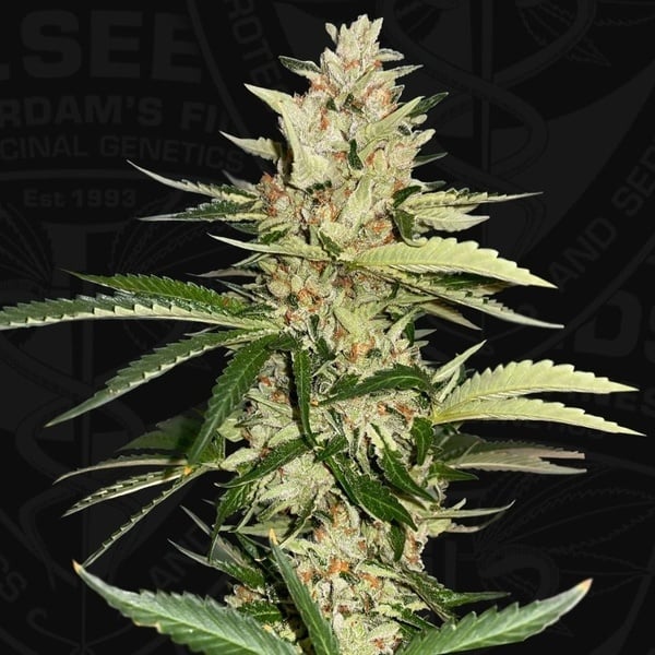 Banana Candy Krush (T.H.Seeds) feminizada