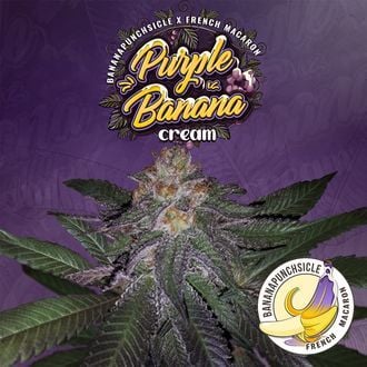 Purple Banana Cream (T.H.Seeds) feminizada