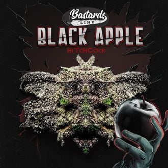 Black Apple Hitchcock (T.H.Seeds) feminizada