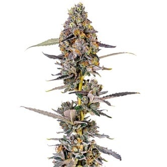 Cherry Mac Muffin (Growers Choice) feminizada