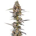 Cherry Mac Muffin (Growers Choice) feminizada