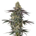 Original Oz (Growers Choice) feminizada