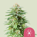 White Widow (Royal Queen Seeds) feminizada