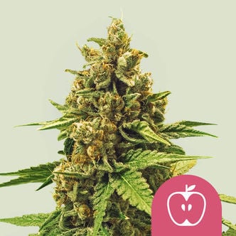 Apple Fritter (Royal Queen Seeds) feminizada