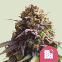 Biscotti (Royal Queen Seeds) feminizada