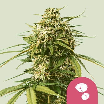 Gushers (Royal Queen Seeds) feminizada