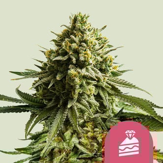 Wedding Cake (Royal Queen Seeds) feminizada