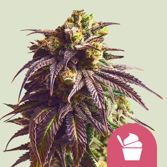 Sundae Driver (Royal Queen Seeds) feminizada