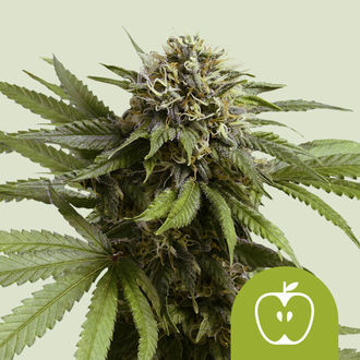 Apple Fritter Automatic (Royal Queen Seeds) feminizada