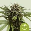 Apple Fritter Automatic (Royal Queen Seeds) feminizada