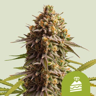 Wedding Cake Automatic (Royal Queen Seeds) feminizada