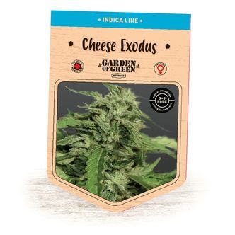 Cheese Exodus (Garden of Green) feminizada