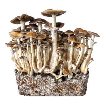 Hawaii Jeringa de Cultivo Líquido (Acid Shroomz)