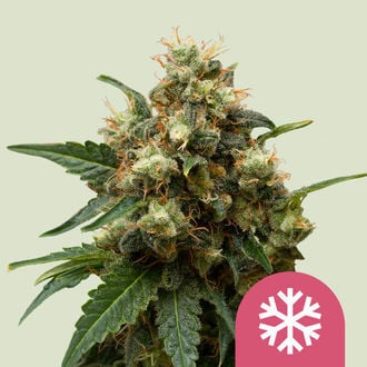 Ice (Royal Queen Seeds) feminizada