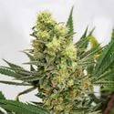 Pineapple Amnesia (Garden of Green) feminizada