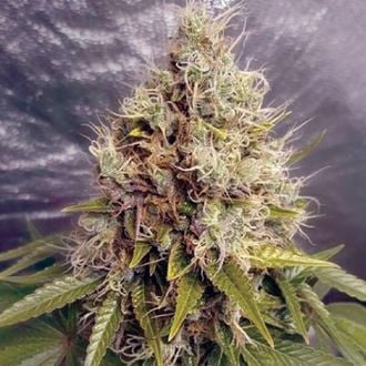 Kush Mass Auto (Garden of Green) feminizada