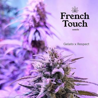 Respeto (French Touch Seeds) feminized