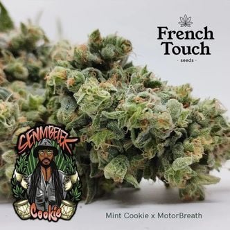Senmbelek Cookie (French Touch Seeds) feminized