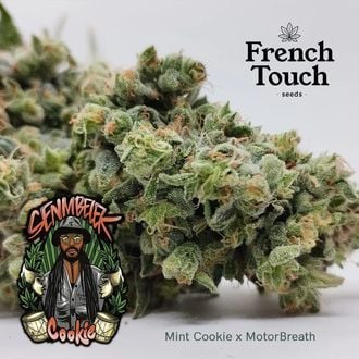 Senmbelek Cookie (French Touch Seeds) Feminizada