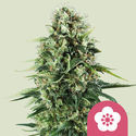 Power Flower (Royal Queen Seeds) feminizada