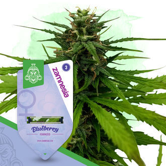 Pack Fruity - Variedades feminizadas