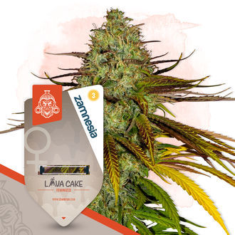 Pack Chocolate Cake - Variedades feminizadas