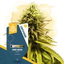 Terpene Dream Pack - Variedades feminizadas