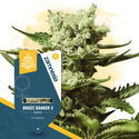 Terpene Dream Pack - Variedades feminizadas