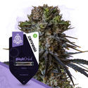 Pack Kings of Kush - Variedades feminizadas