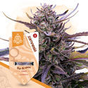 Pack Kings of Kush - Variedades feminizadas