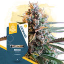 Pack Super THC - Variedades feminizadas