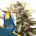 Pack Super THC - Variedades feminizadas