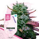 Pack Super THC - Variedades feminizadas