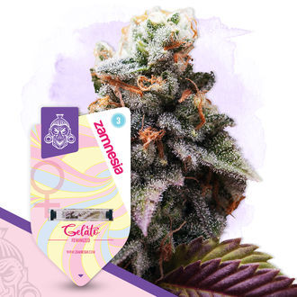 Pack Sugar Rush - Variedades feminizadas