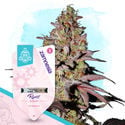 Pack Terpene Dream - Variedades autoflorecientes