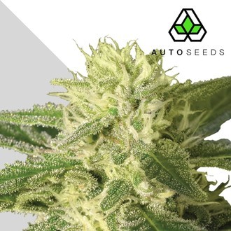 Auto 1 (Auto Seeds) feminizada