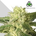 Auto 1 (Auto Seeds) feminizada
