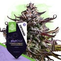 Pack Kings of Kush - Variedades autoflorecientes