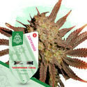 Pack Kings of Kush - Variedades autoflorecientes