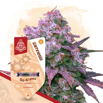 Pack Kings of Kush - Variedades autoflorecientes