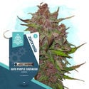 Pack Kings of Kush - Variedades autoflorecientes